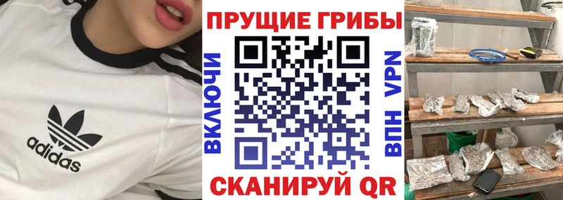 Купить закладки  Куса  Псилоцибиновые грибы Psilocybe 